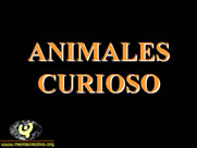 Animales Curiosos