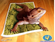 Animales En Publicidad