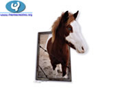 Fotos Animales En Publicidad