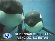 Ballenas Orcas 