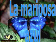 La Mariposa Azul