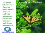 La Lección de las Mariposas 