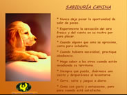 Sabiduría Canina 