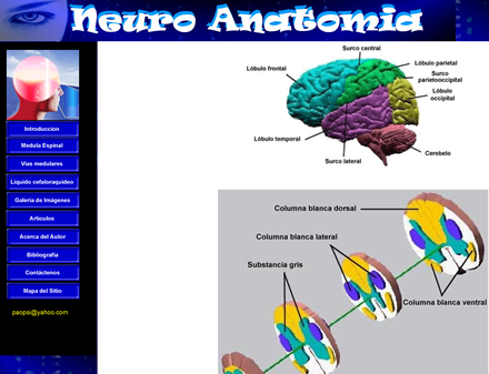 cdNeuroanatomia