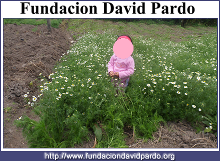 https://www.fundaciondavidpardo.org